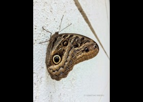 Butterfly on the Wall