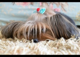 Hiding on Carpet